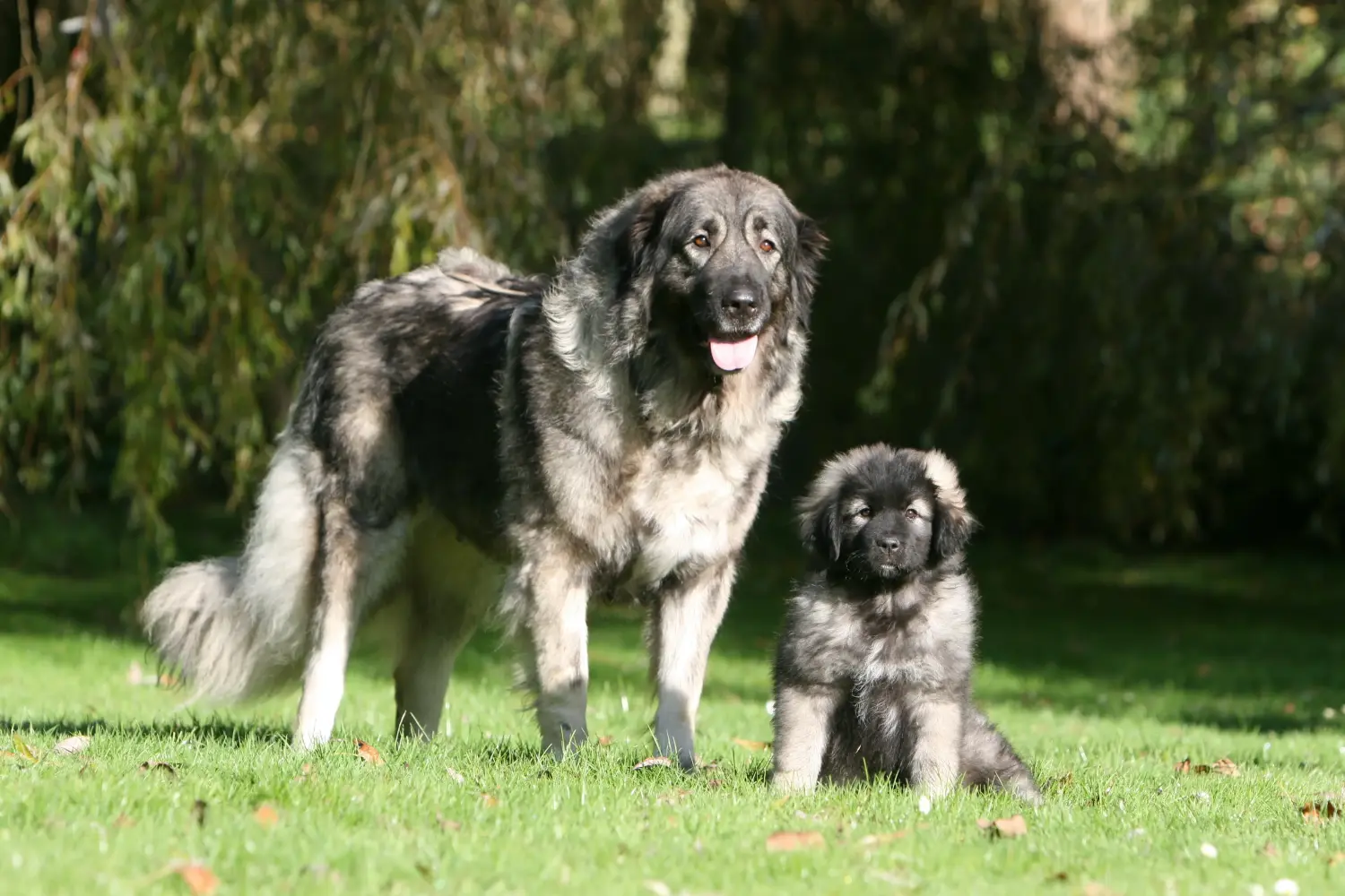 Een Šarplaninac puppy kopen betekent verantwoordelijkheid nemen! Šarplaninac puppy kopen.