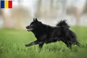 Lees meer over het artikel Schipperke fokkers en pups in Roemenië