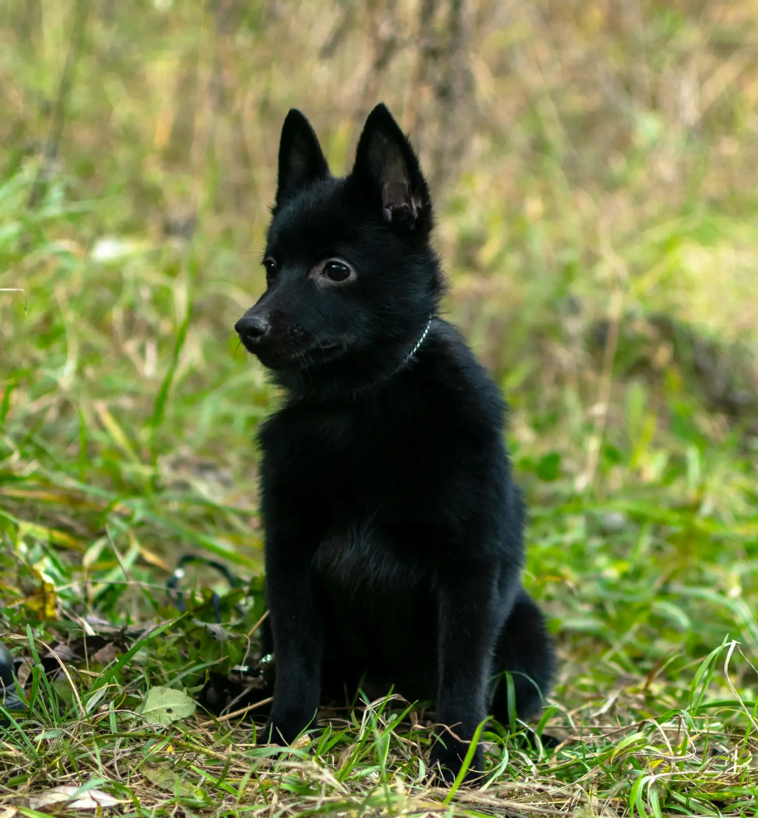Een Schipperke puppy kopen betekent verantwoordelijkheid nemen! Schipperke puppy kopen.