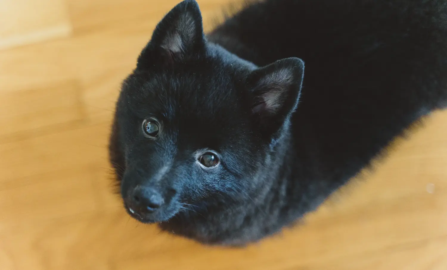 Een Schipperke puppy kopen betekent verantwoordelijkheid nemen! Schipperke puppy kopen.