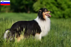 Lees meer over het artikel Sheltie fokkers en puppy’s in Slovenië