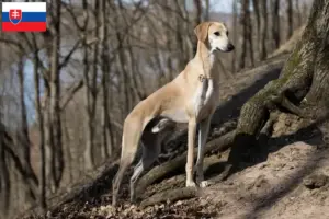 Lees meer over het artikel Sloughi fokkers en puppies in Slowakije