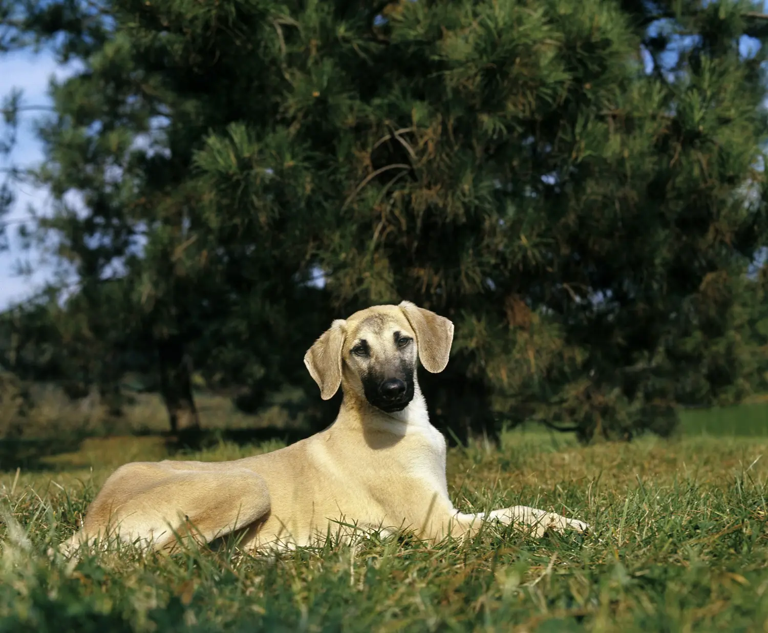 Een Sloughi puppy kopen betekent verantwoordelijkheid nemen! Sloughi puppy kopen.