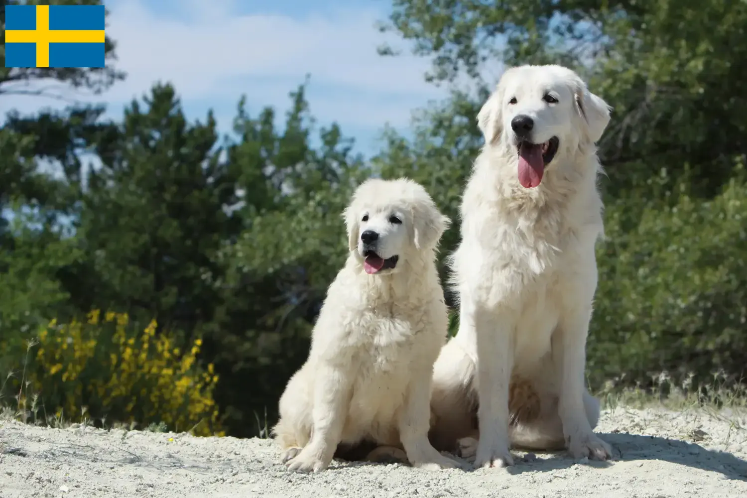 Tatra Herdershond puppy's en fokkers Zweden Vind hier Tatra Herdershondenfokkers in Zweden.