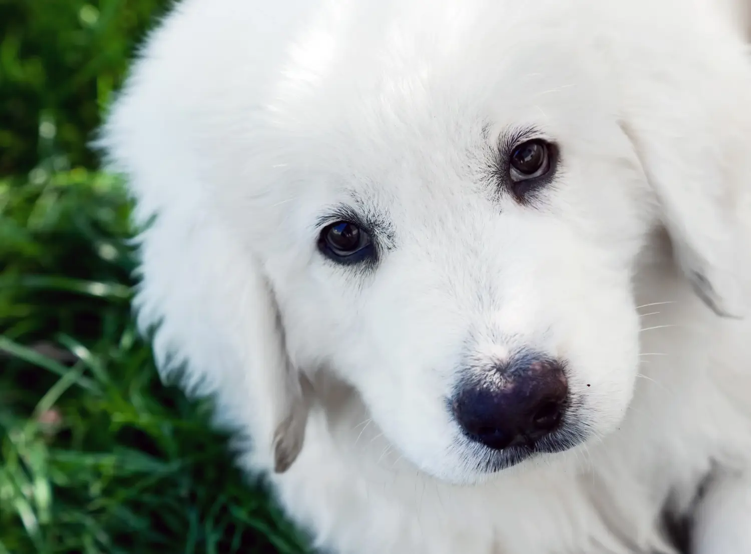 Een Tatra Herdershond puppy kopen betekent verantwoordelijkheid nemen! Tatra Herdershond puppy kopen.
