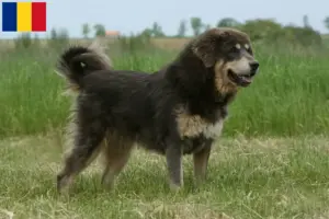 Lees meer over het artikel Tibetaanse Hondenfokker en puppies in Roemenië