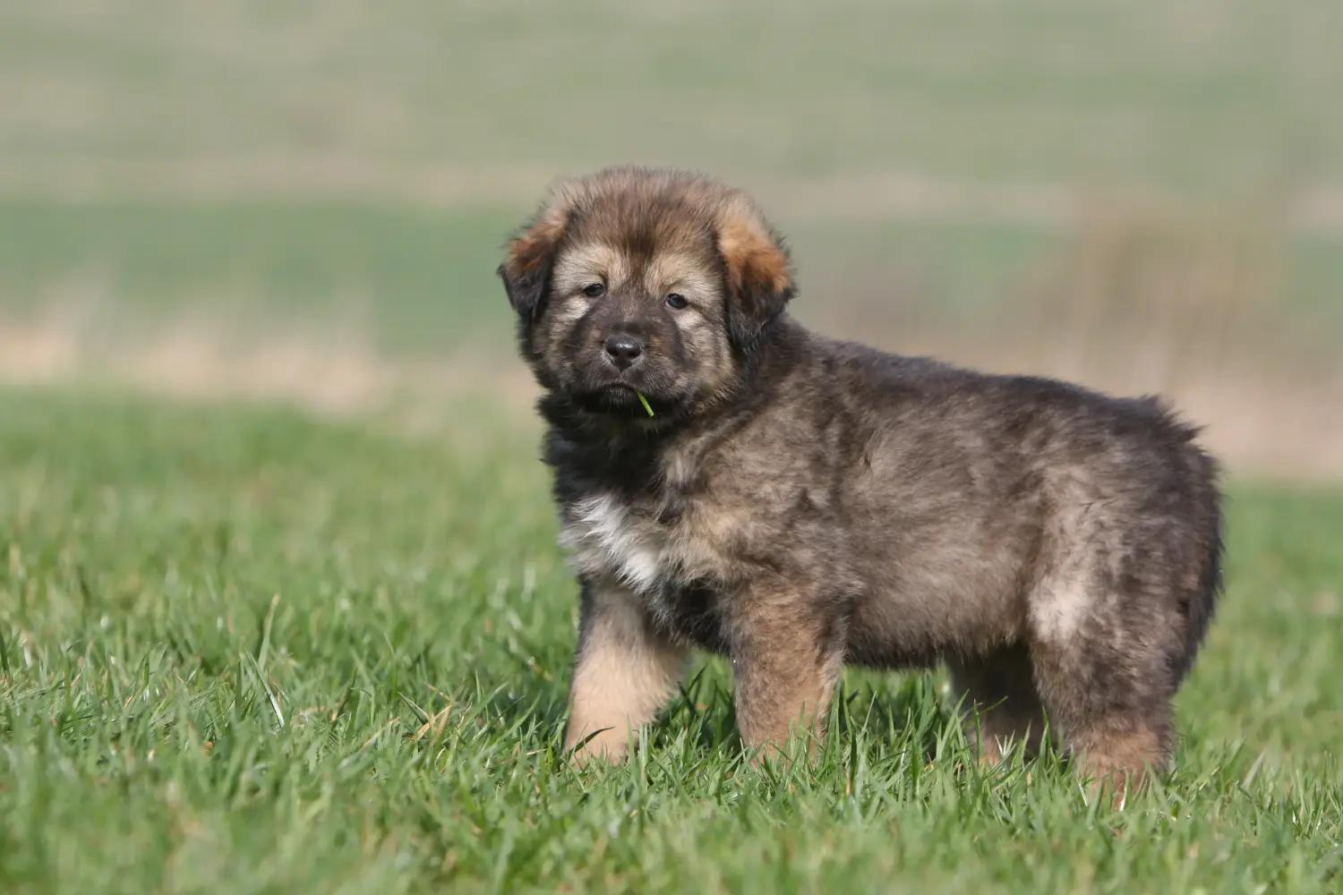 Een Tibetaanse Mastiff puppy kopen betekent verantwoordelijkheid nemen! Tibetaanse Mastiff puppy kopen.