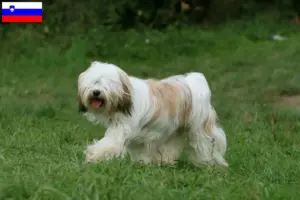 Lees meer over het artikel Tibetaanse Terriër fokkers en pups in Slovenië
