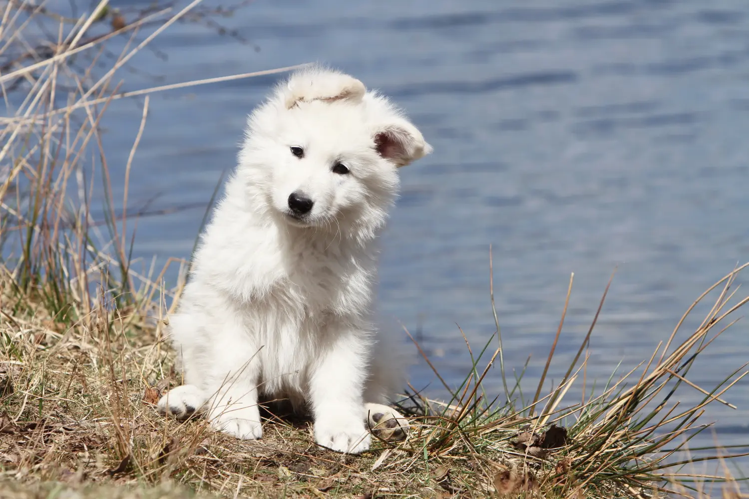 Een Witte Zwitserse Herder puppy kopen betekent verantwoordelijkheid nemen! Witte Zwitserse herder puppy's kopen.