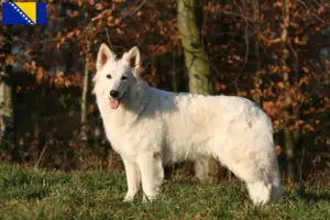 Lees meer over het artikel Witte Zwitserse Herdershond Fokker en Puppies in Bosnië en Herzegovina