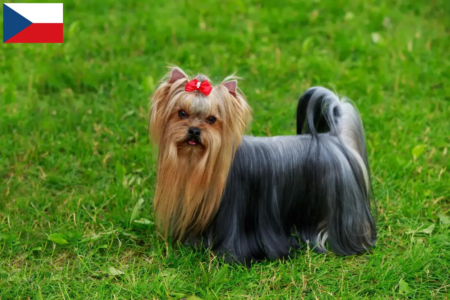 Lees meer over het artikel Yorkshire Terrier fokkers en puppy’s in Tsjechië