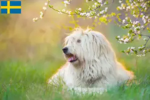 Lees meer over het artikel Zuid-Russische Ovtcharka fokker en puppies in Zweden