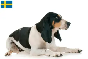 Lees meer over het artikel Zwitserse rashondenfokkers en puppies in Zweden
