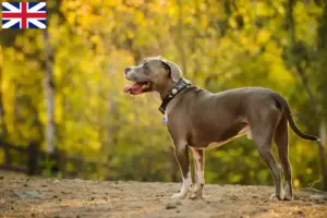 Lees meer over het artikel American Pit Bull Terrier fokkers en pups in Groot-Brittannië