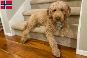 Lees meer over het artikel Australische Labradoodle fokkers en puppies in Noorwegen