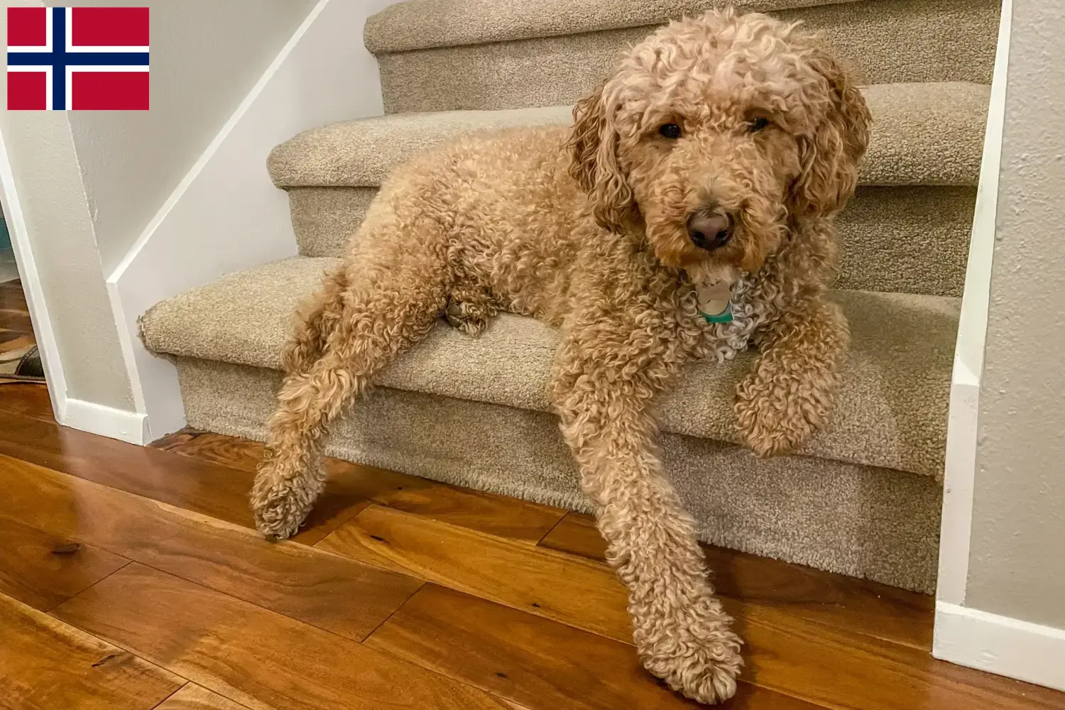 Lees meer over het artikel Australische Labradoodle fokkers en puppies in Noorwegen