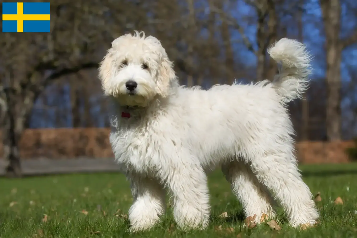 Lees meer over het artikel Australische Labradoodle fokkers en puppies in Zweden