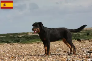 Lees meer over het artikel Beauceron fokkers en pups in Spanje