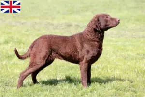 Lees meer over het artikel Chesapeake Bay Retriever fokkers en puppies in Groot-Brittannië