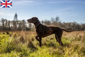Lees meer over het artikel Duitse Korthaar fokkers en puppies in Groot-Brittannië