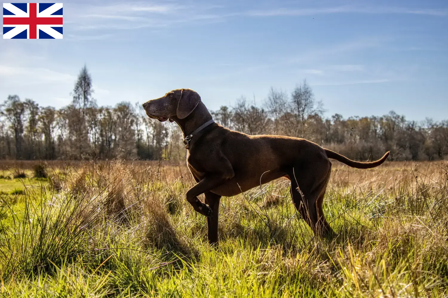 Lees meer over het artikel Duitse Korthaar fokkers en puppies in Groot-Brittannië
