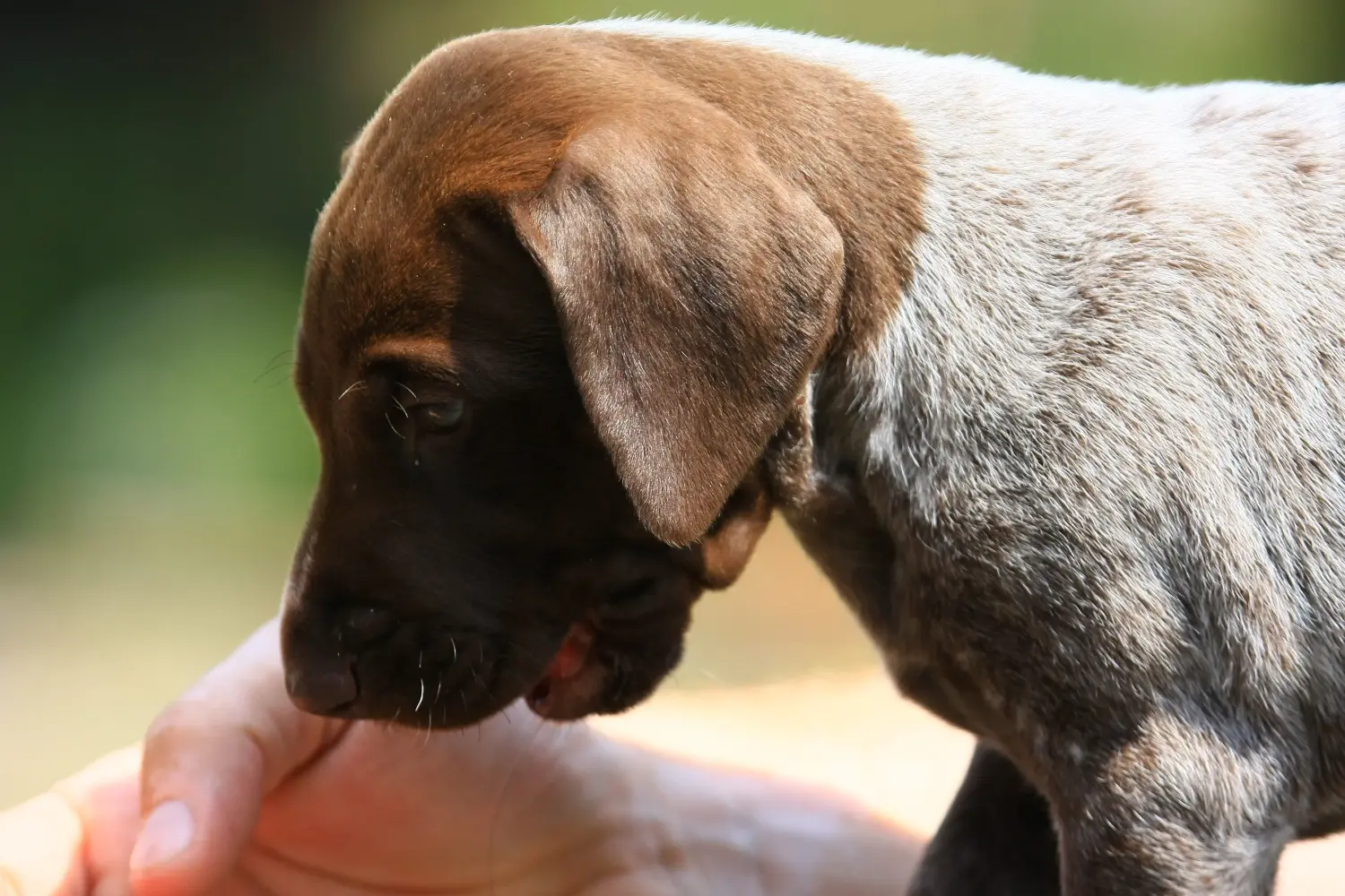 Een Duitse korthaar puppy kopen betekent verantwoordelijkheid nemen! Duitse korthaar puppy's kopen.