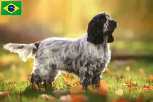 Lees meer over het artikel Engelse Cocker Spaniel fokkers en pups in Brazilië