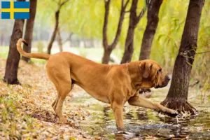 Lees meer over het artikel Fila Brasileiro fokkers en pups in Zweden