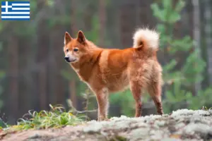 Lees meer over het artikel Finnspitz fokkers en pups in Griekenland