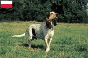 Lees meer over het artikel Gascon Saintongeois fokkers en pups in Polen