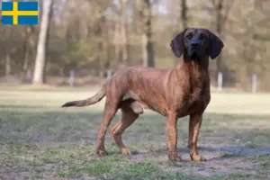 Lees meer over het artikel Hannoveraanse Lashondenfokker en Puppies in Zweden