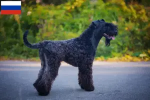 Lees meer over het artikel Kerry Blue Terrier fokkers en puppies in Rusland
