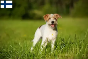 Lees meer over het artikel Kromfohrländer fokkers en pups in Finland