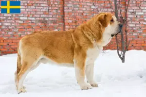 Lees meer over het artikel Mastín Español fokkers en pups in Zweden