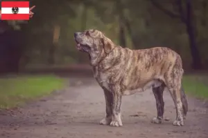 Lees meer over het artikel Mastín Español fokkers en pups in Oostenrijk