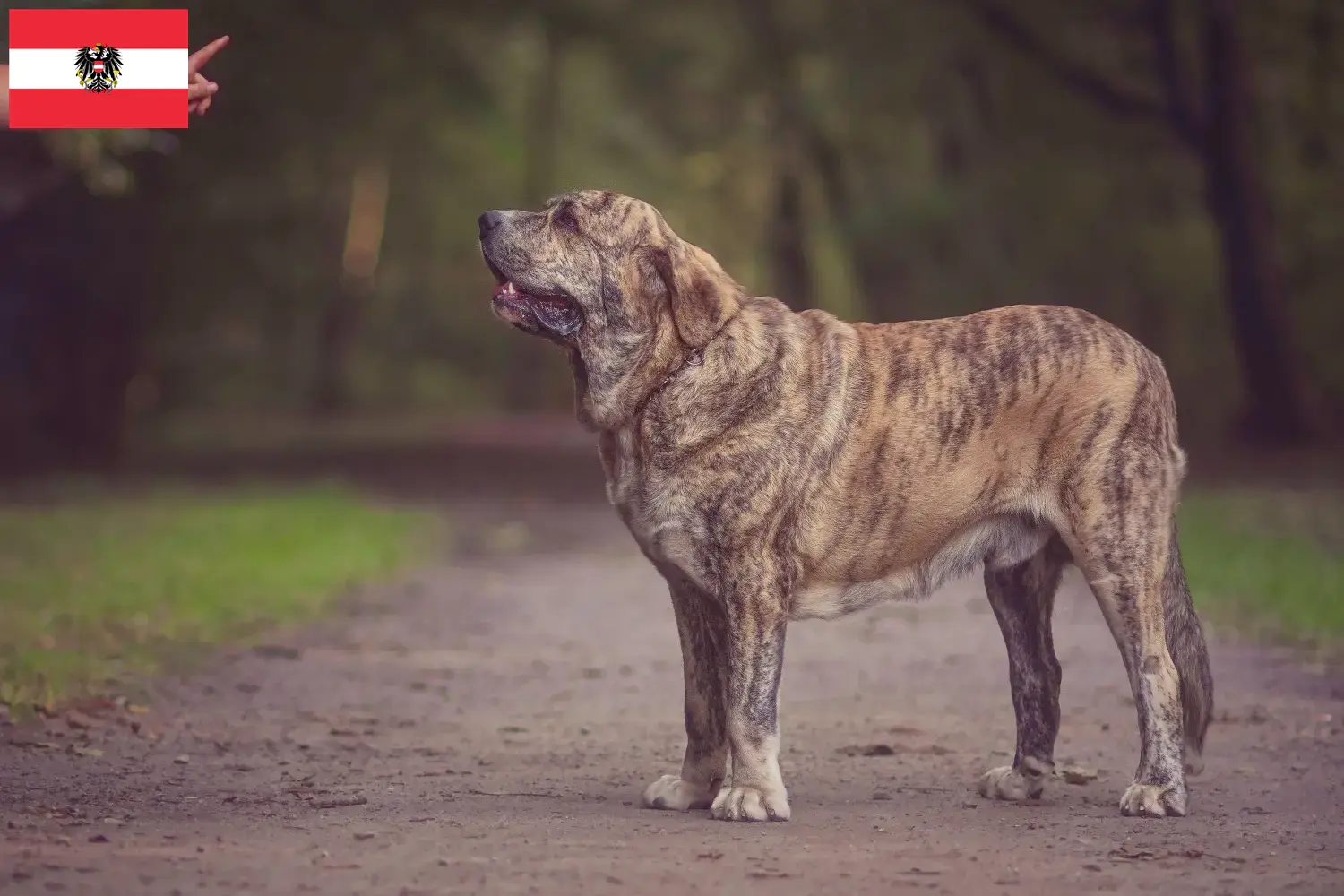 Lees meer over het artikel Mastín Español fokkers en pups in Oostenrijk