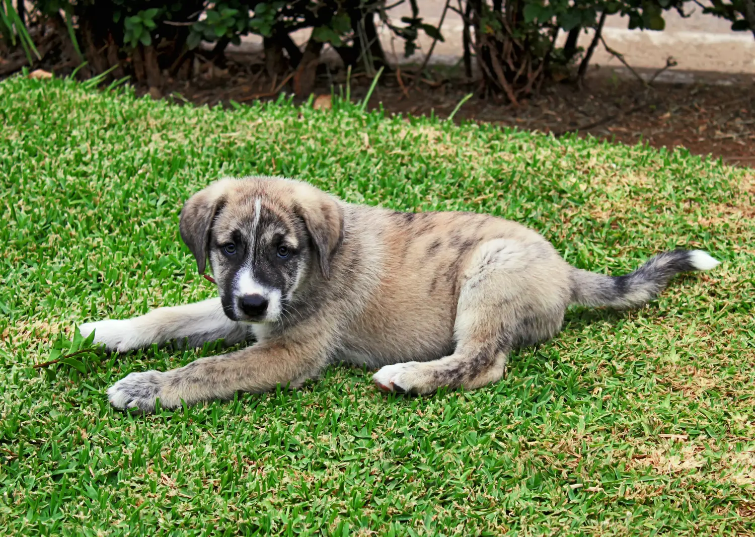Een Mastín Español puppy kopen betekent verantwoordelijkheid nemen! Mastín Español puppy's kopen.