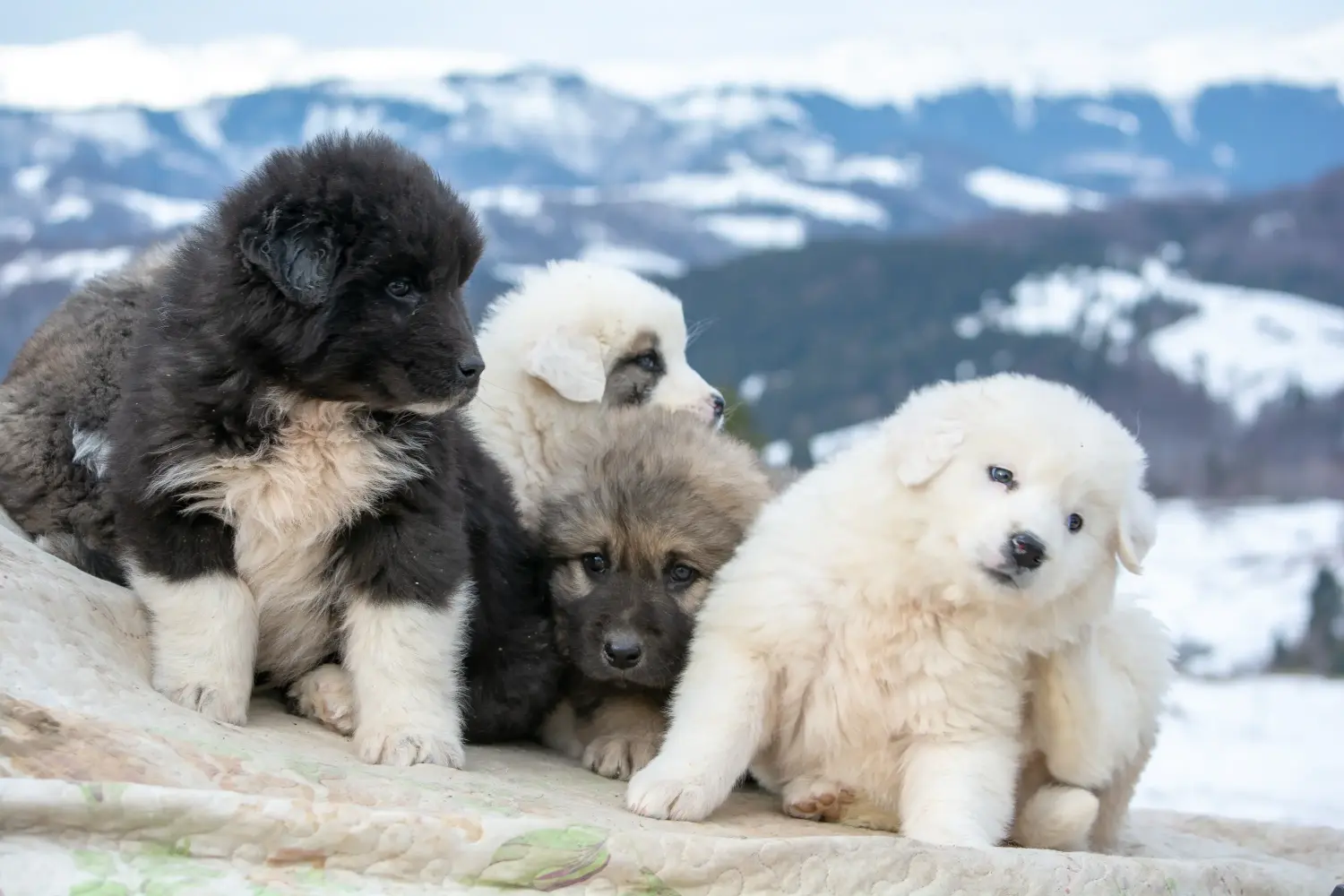 Een Mioritic puppy kopen betekent verantwoordelijkheid nemen! Mioritic puppy's kopen.