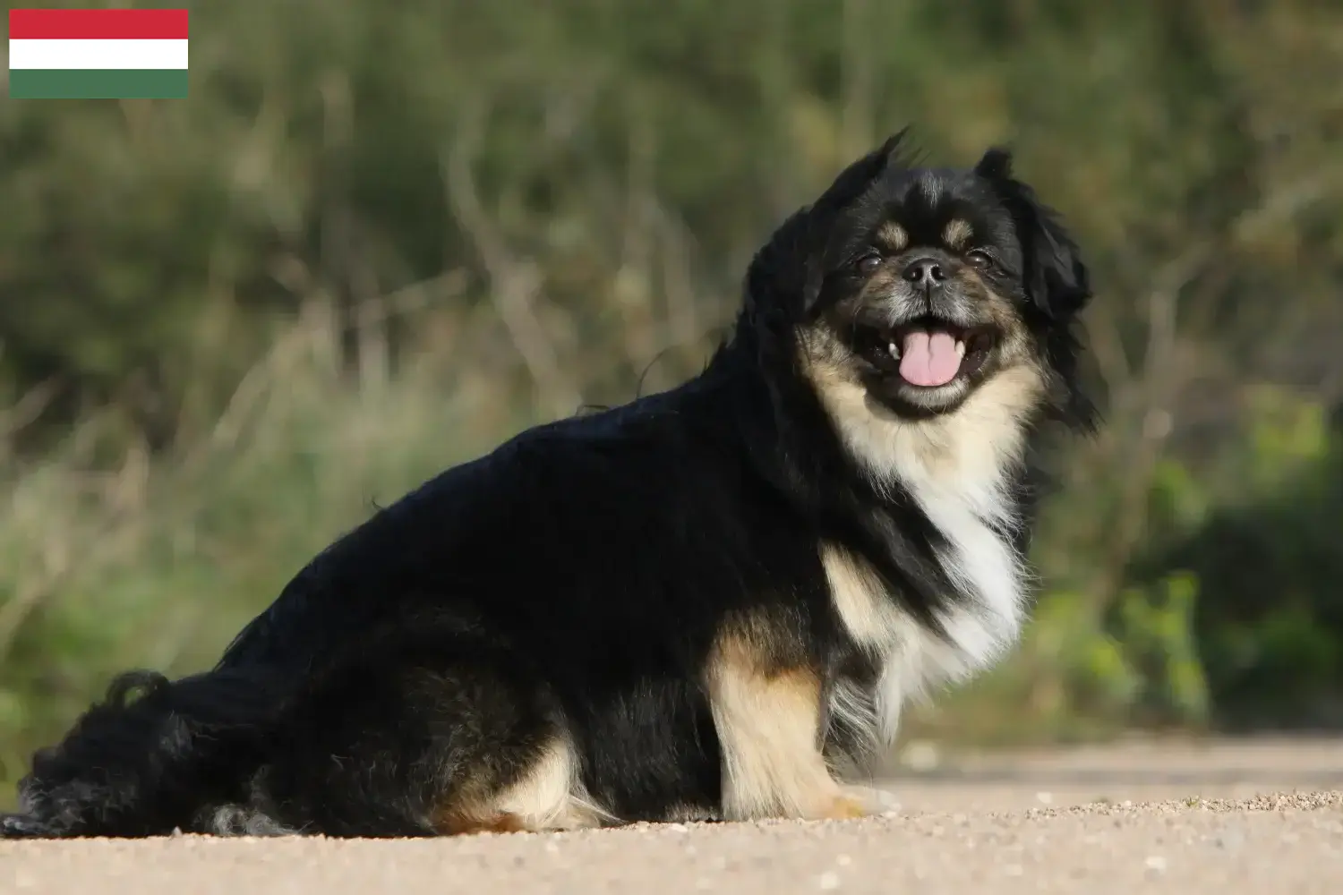 Lees meer over het artikel Tibetaanse Spaniël fokkers en pups in Hongarije