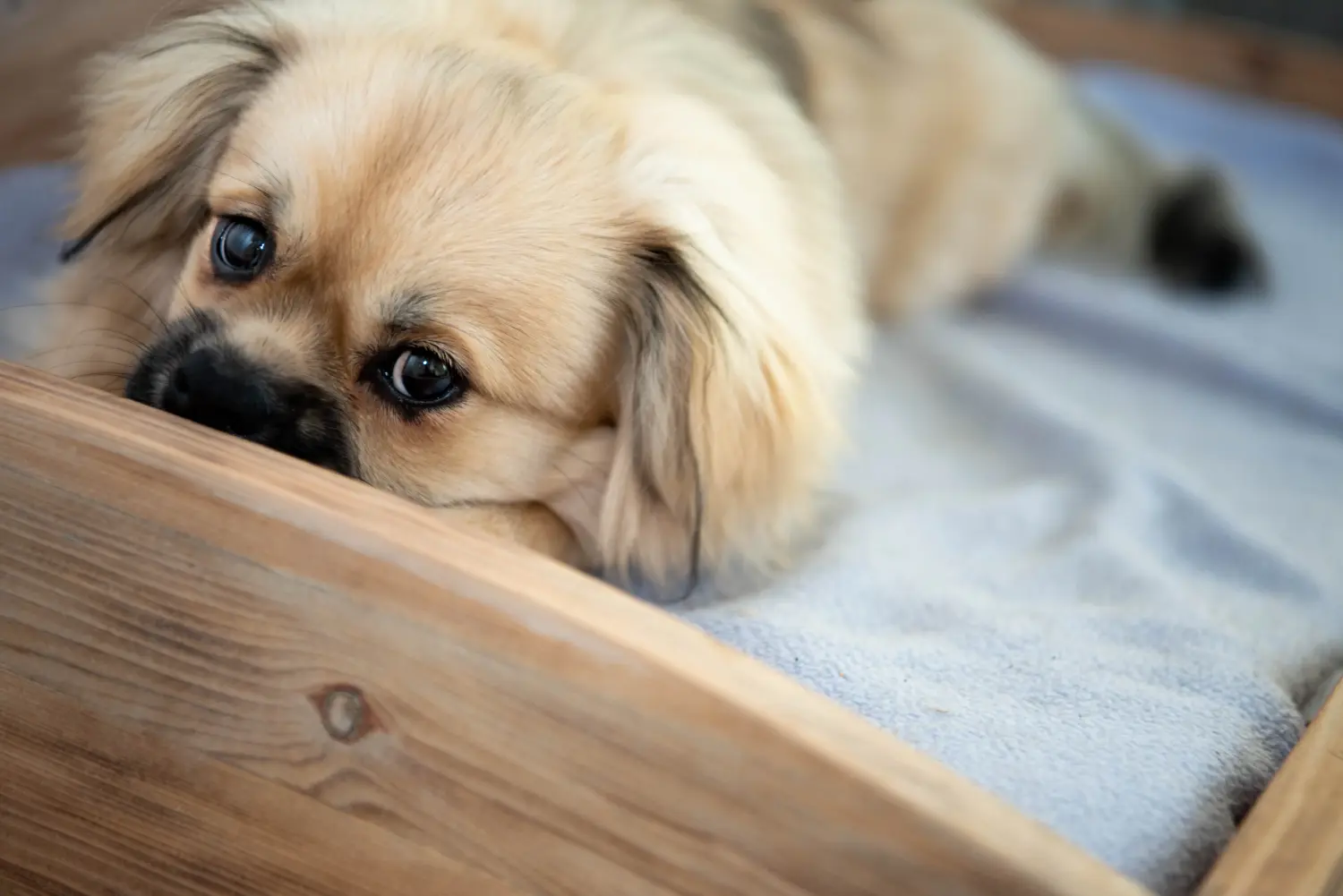 Een Tibetaanse spaniël puppy kopen betekent verantwoordelijkheid nemen! Tibetaanse spaniël puppy kopen.