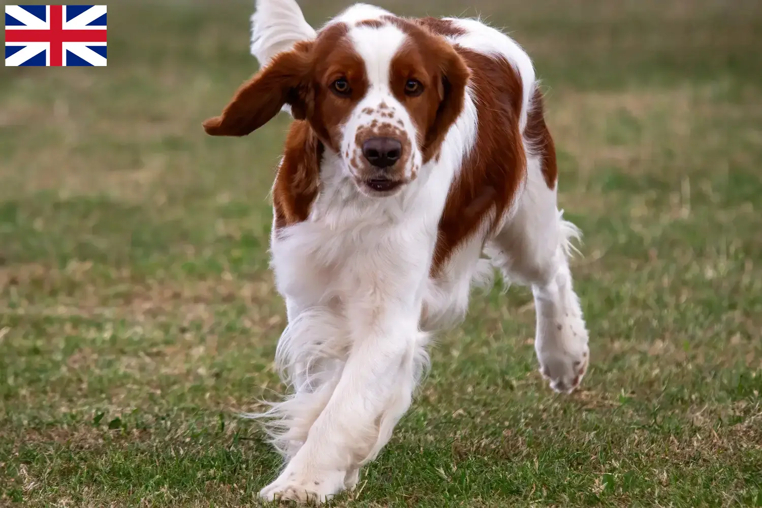 Welsh Springer Spaniel puppies en fokkers Groot-Brittannië Vind hier Welsh Springer Spaniels fokkers in Groot-Brittannië.