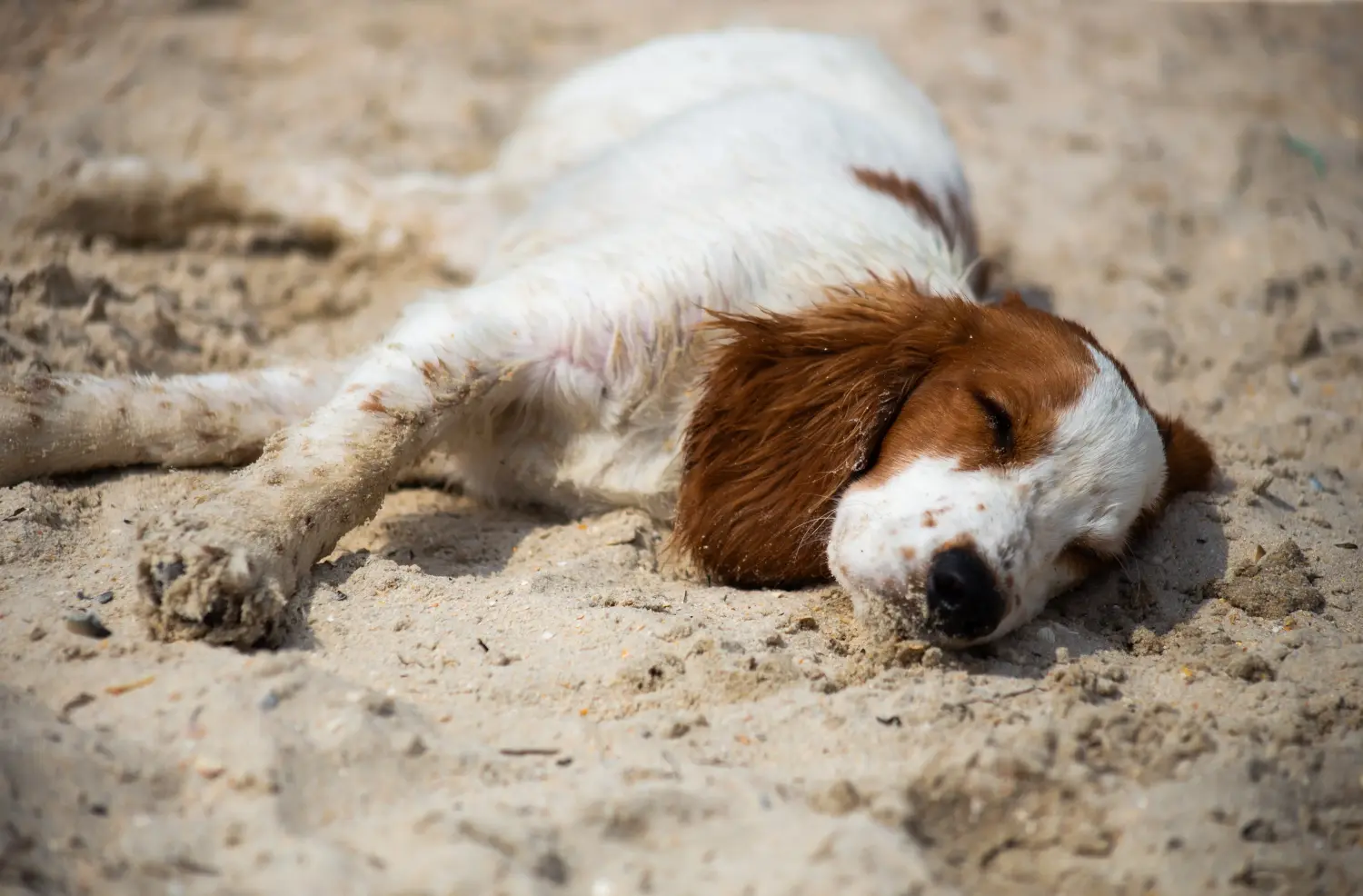 Een Welsh Springer Spaniel puppy kopen betekent verantwoordelijkheid nemen! Welsh Springer Spaniel puppy kopen.