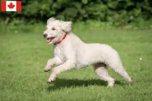 Lees meer over het artikel Australische Labradoodle fokkers en puppies in Canada