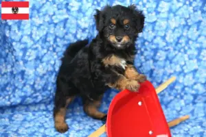 Lees meer over het artikel Pomapoo fokkers en pups in Oostenrijk