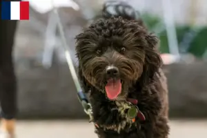 Lees meer over het artikel Aussiedoodle fokkers en puppies in Frankrijk