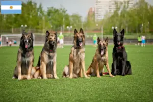 Lees meer over het artikel Belgische Herdershond Fokker en Puppies in Argentinië
