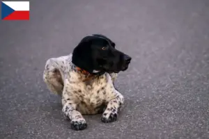 Lees meer over het artikel Braque d’Auvergne fokkers en puppies in Tsjechië