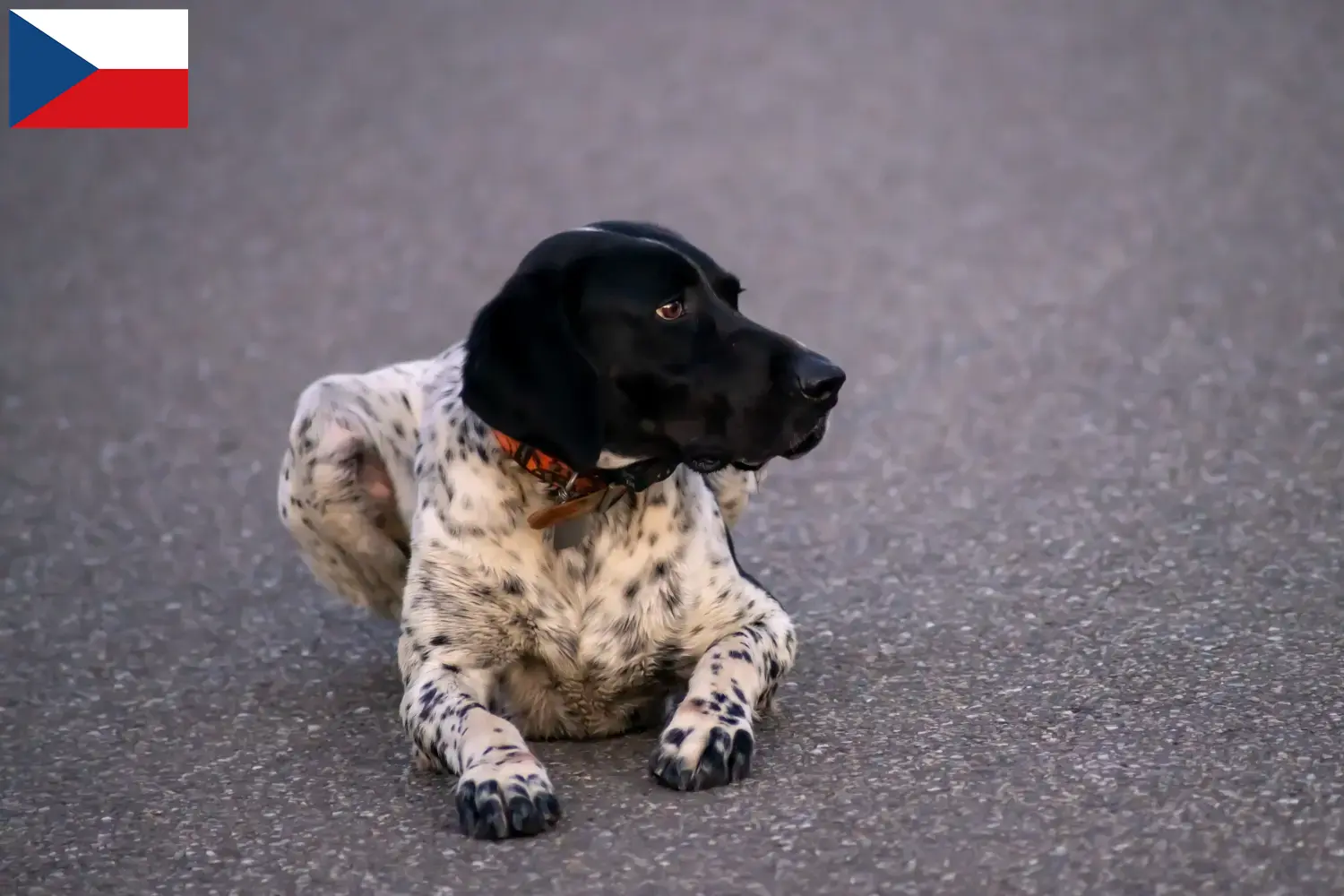 Braque d'Auvergne puppy's en fokkers Tsjechië Hier vind je Braque d'Auvergne fokkers in Tsjechië.