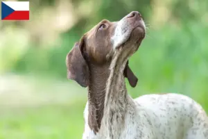 Lees meer over het artikel Braque français type Gascogne fokkers en puppies in Tsjechië