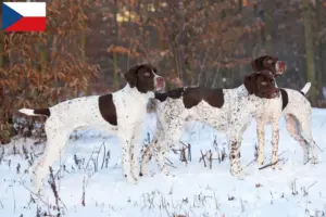 Lees meer over het artikel Braque français type Pyrénées fokkers en puppies in Tsjechië